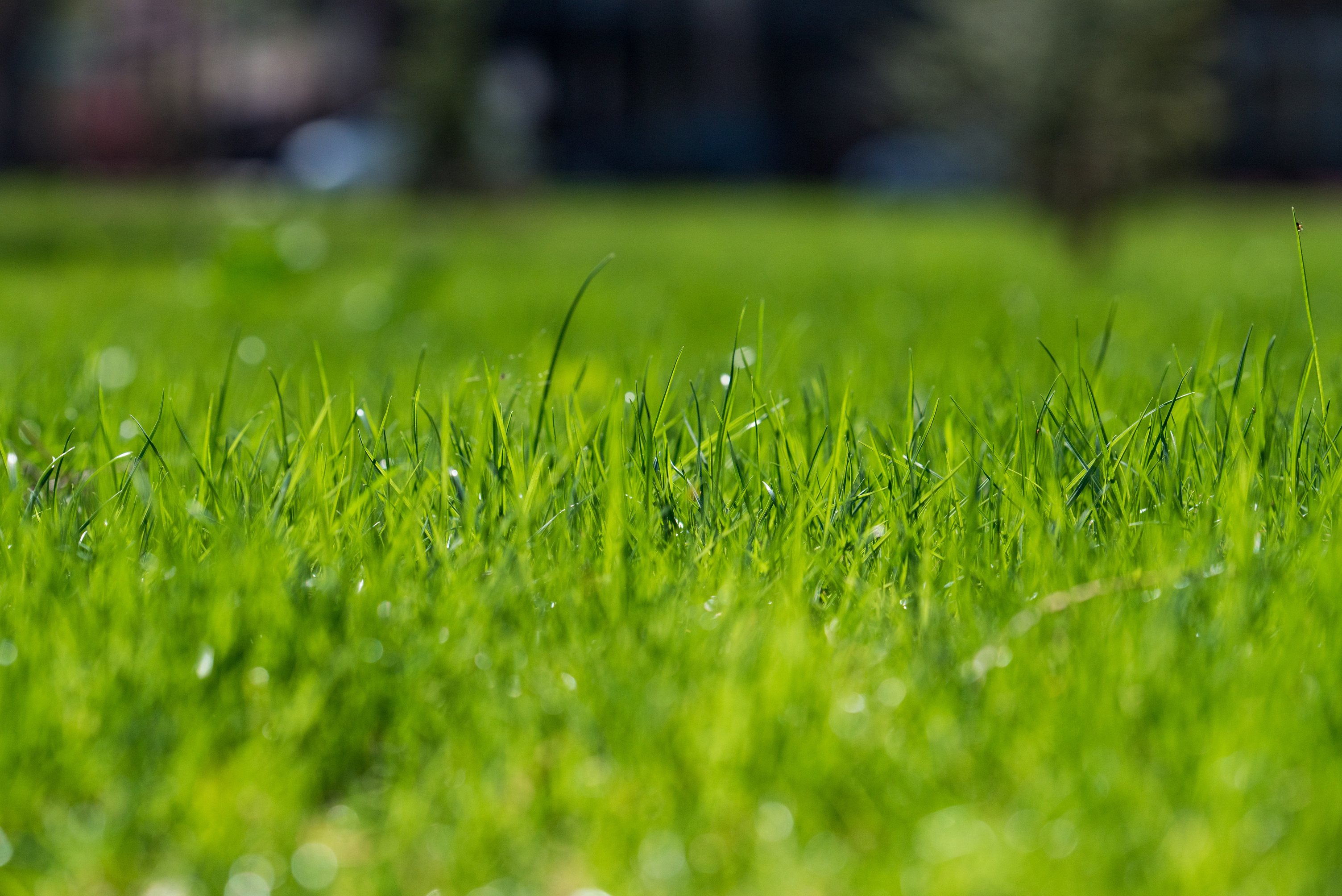 Grass background