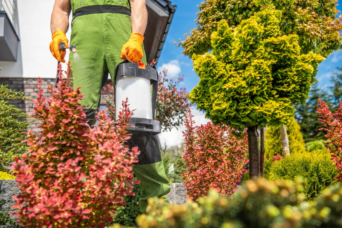 Men with Garden Sprayer Insecticide His Plants